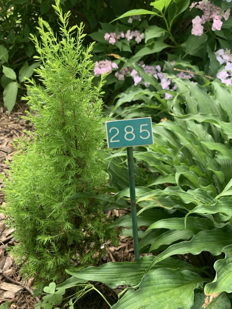 Image de la plante