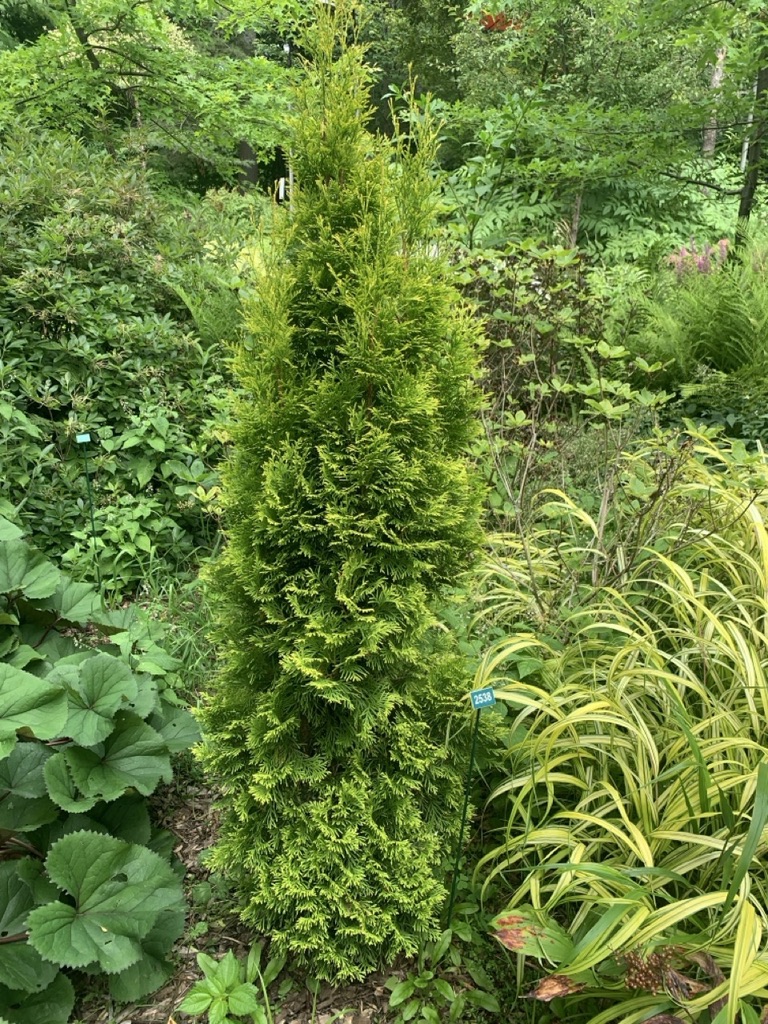 Image de la plante
