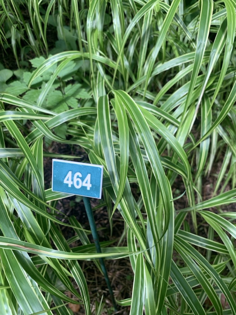 Image de la plante