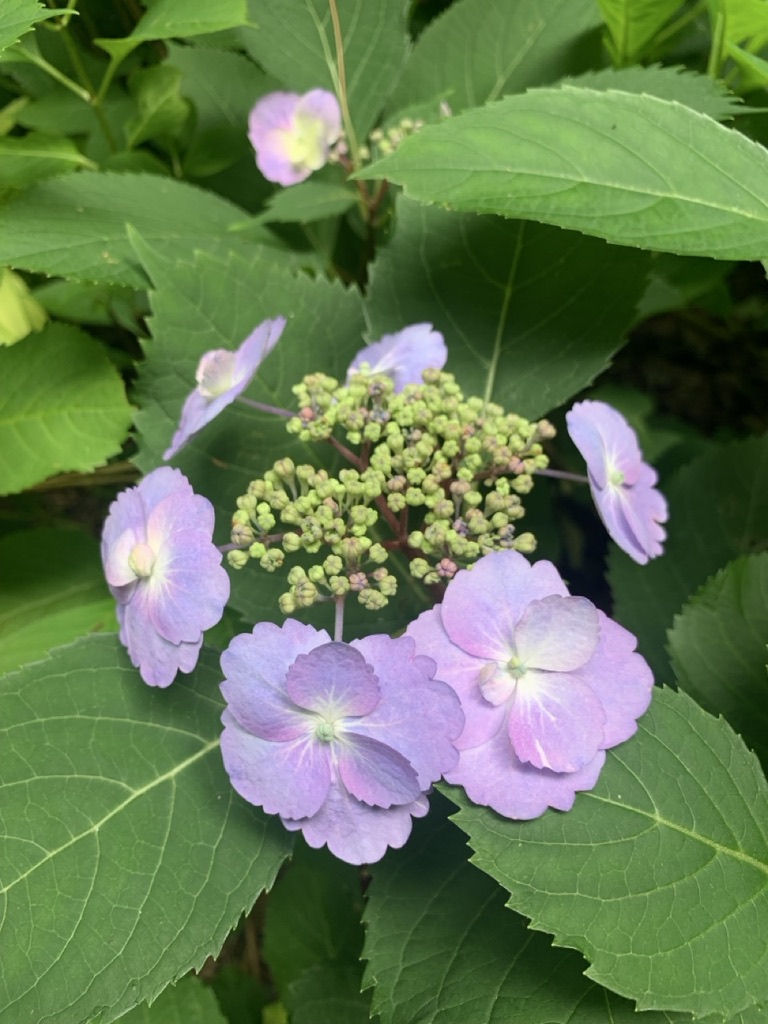 Image de la plante