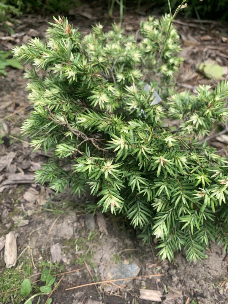Image de la plante