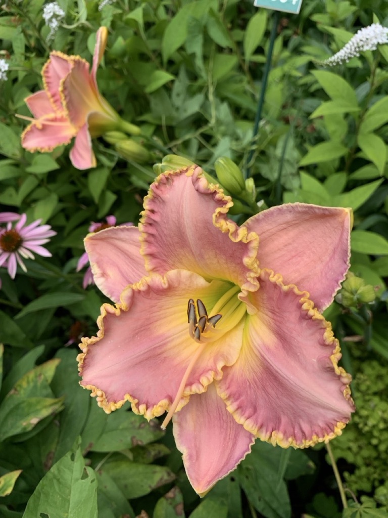 Image de la plante