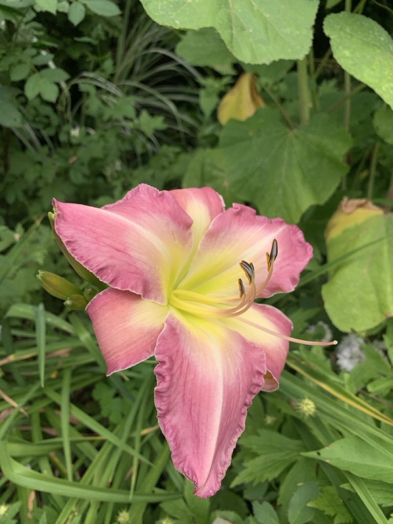 Image de la plante