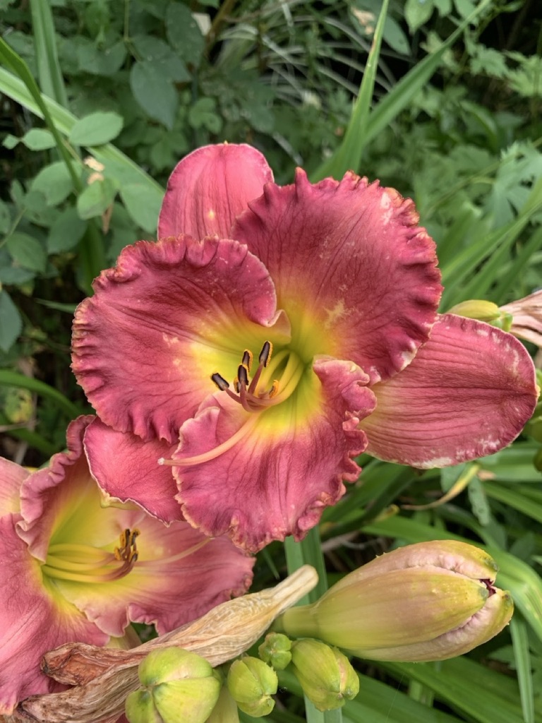 Image de la plante