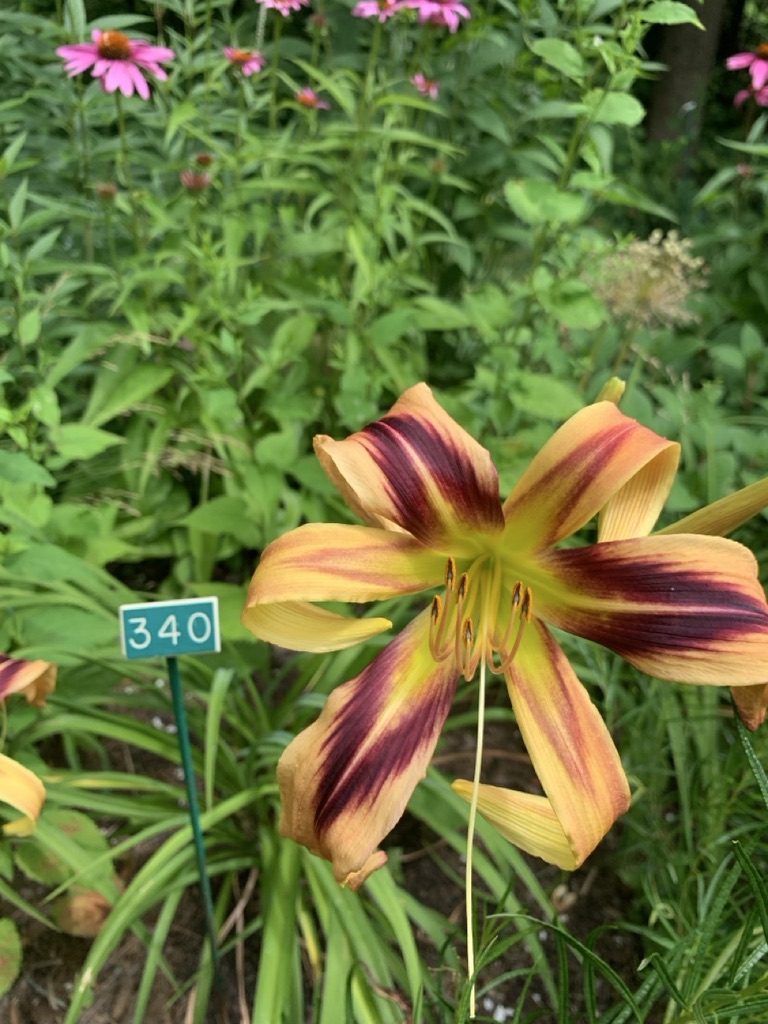 Image de la plante