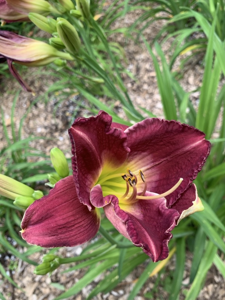 Image de la plante