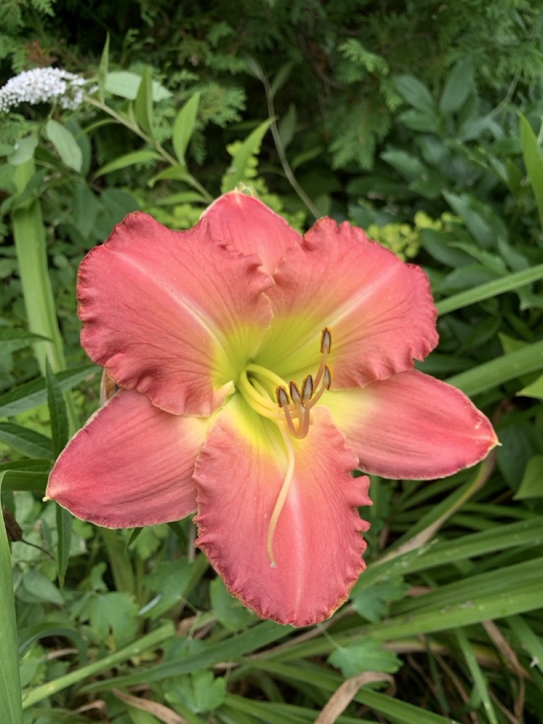 Image de la plante
