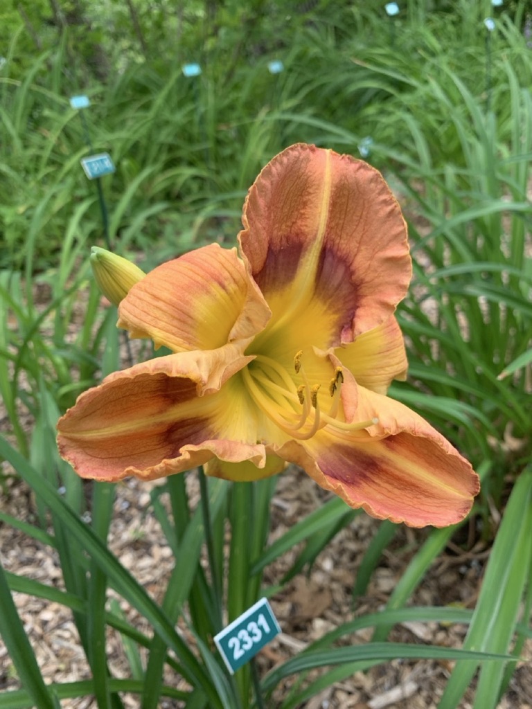Image de la plante