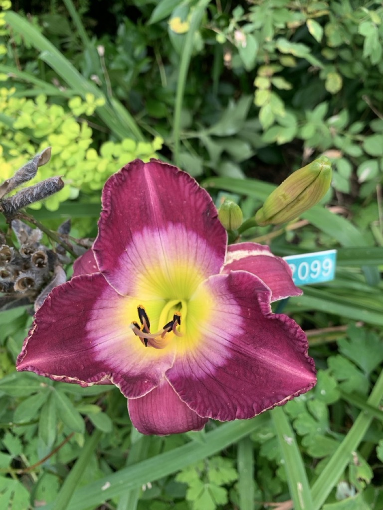Image de la plante