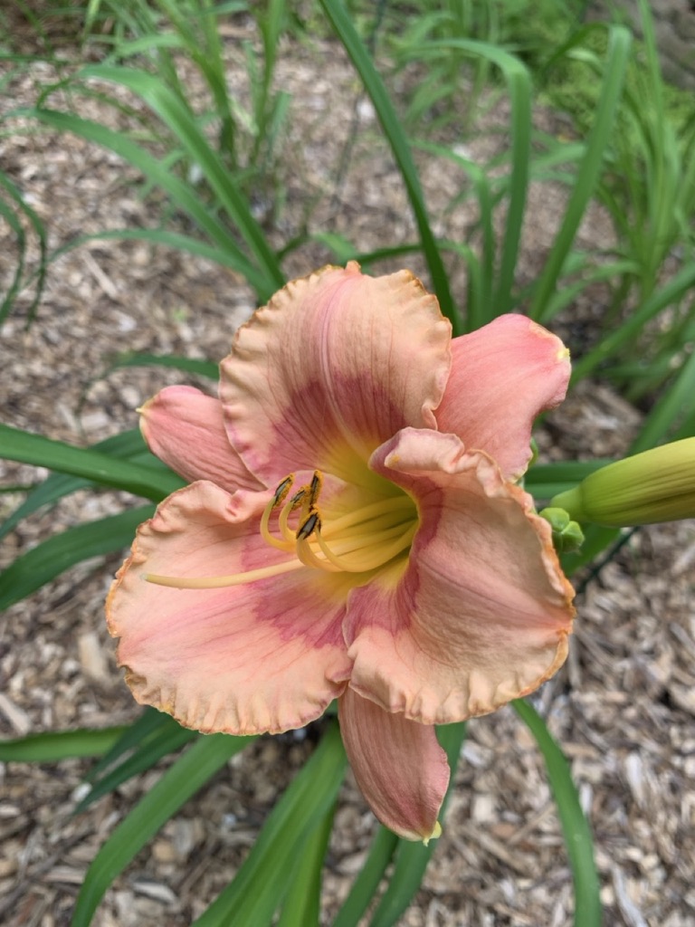 Image de la plante