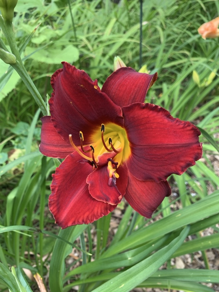 Image de la plante
