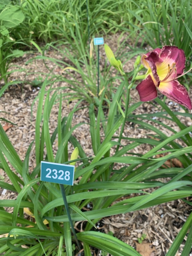 Image de la plante