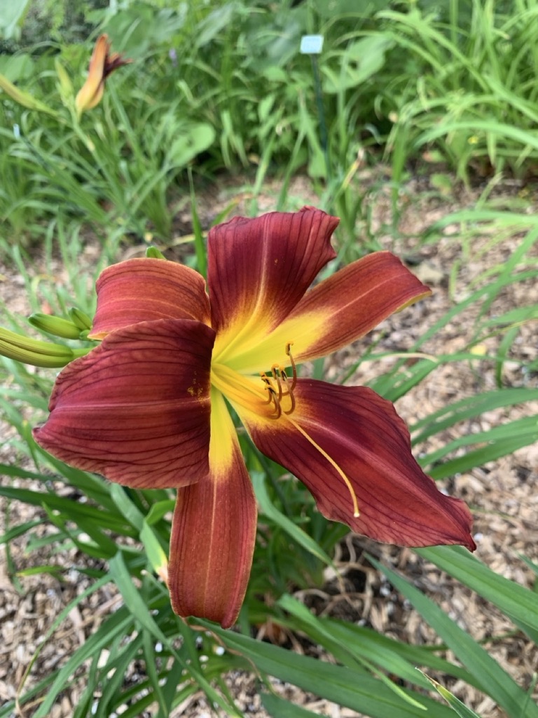 Image de la plante