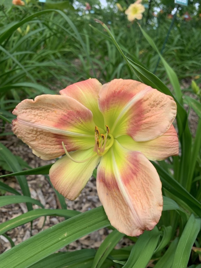 Image de la plante
