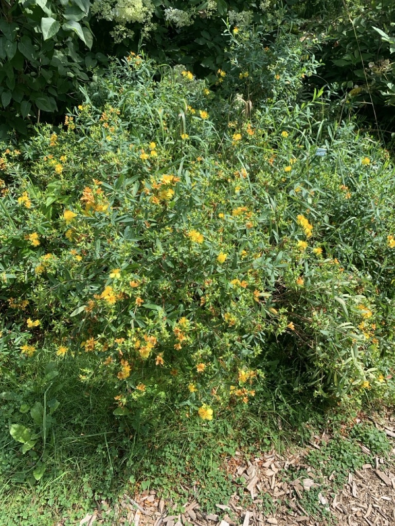 Image de la plante