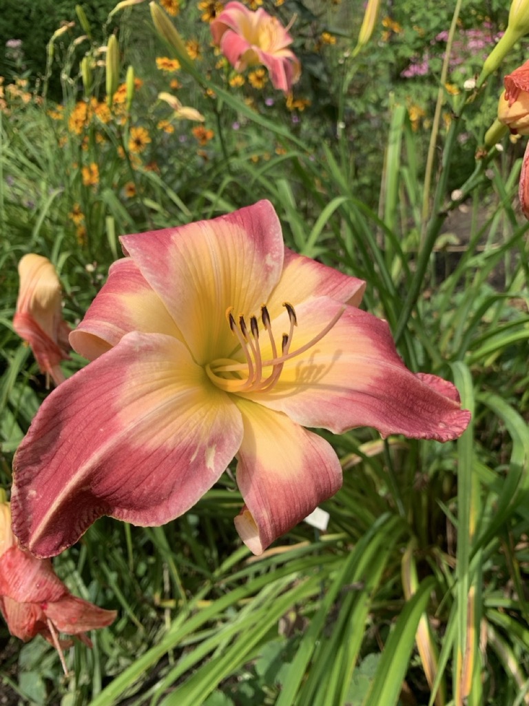 Image de la plante
