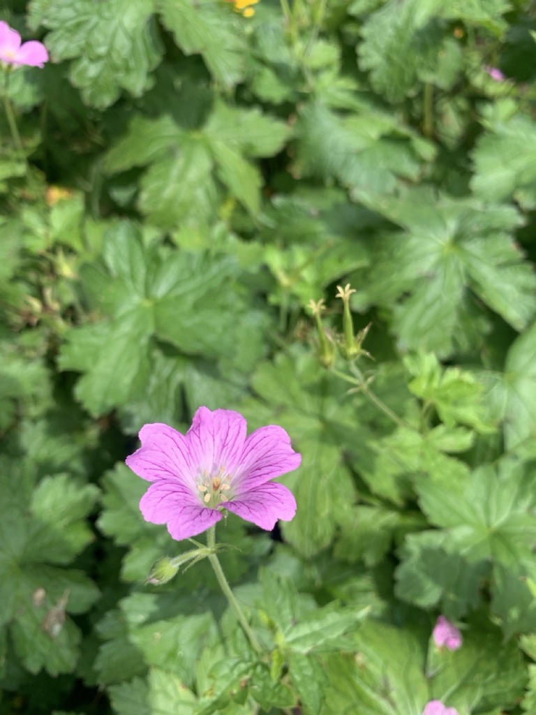Image de la plante
