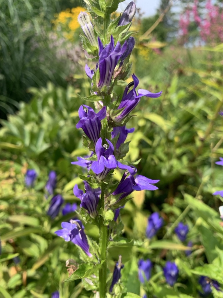 Image de la plante