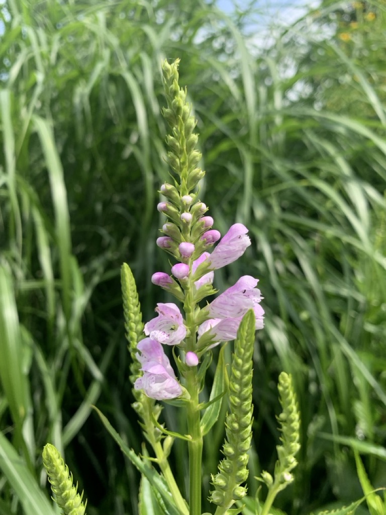 Image de la plante