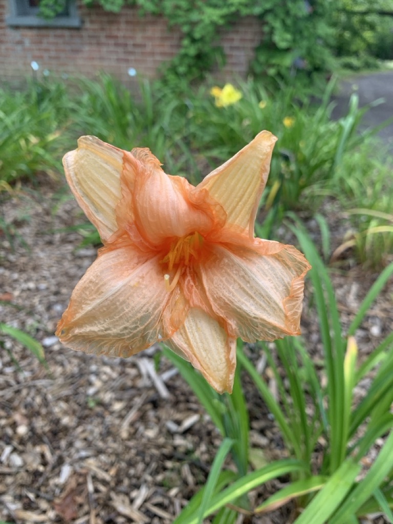 Image de la plante