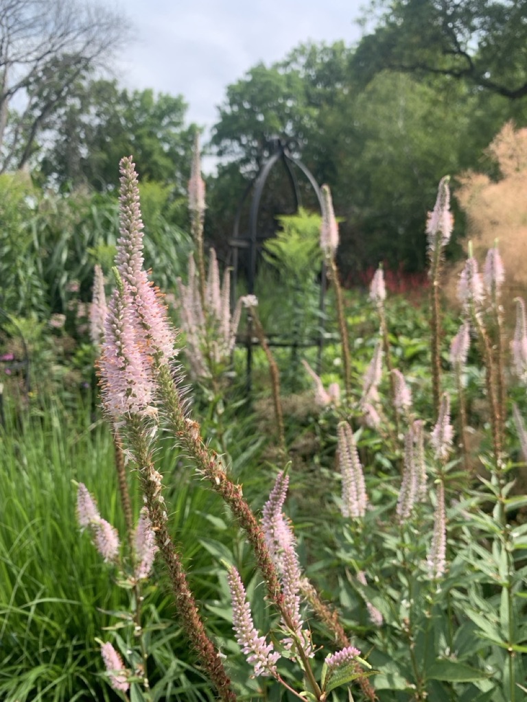 Image de la plante