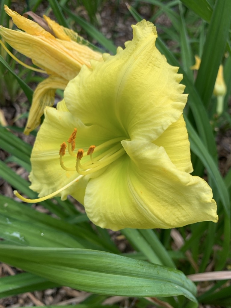 Image de la plante