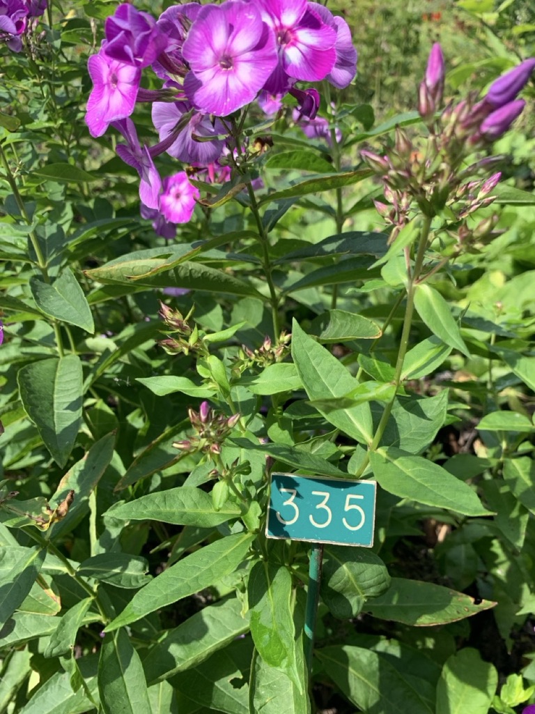 Image de la plante