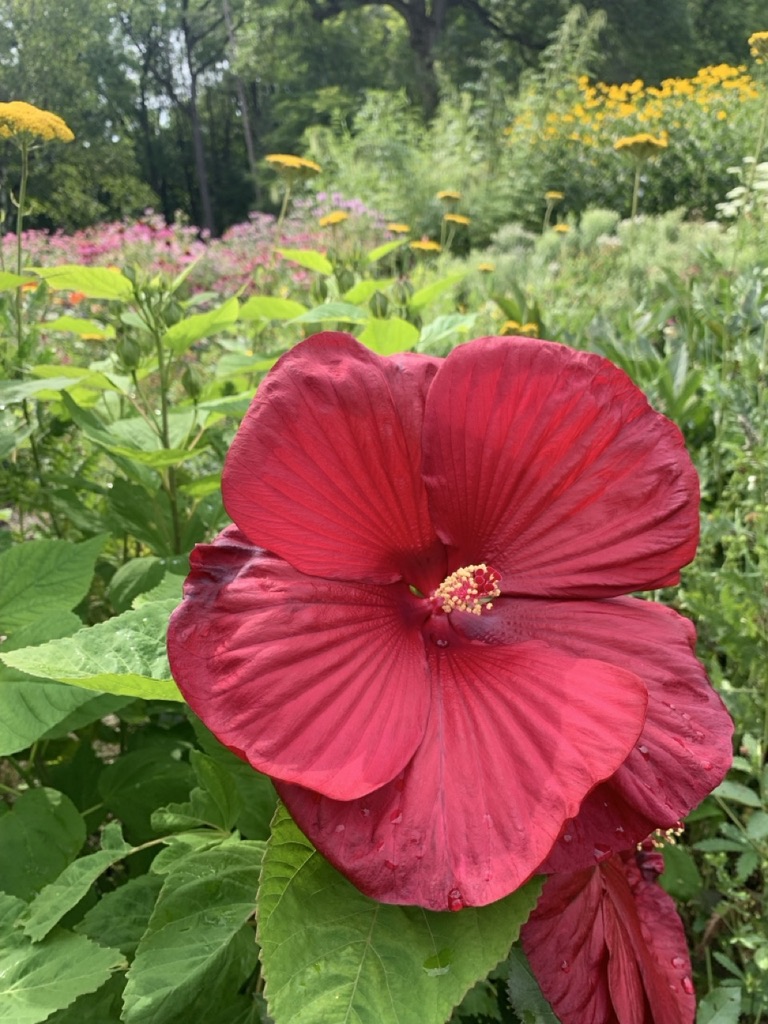 Image de la plante