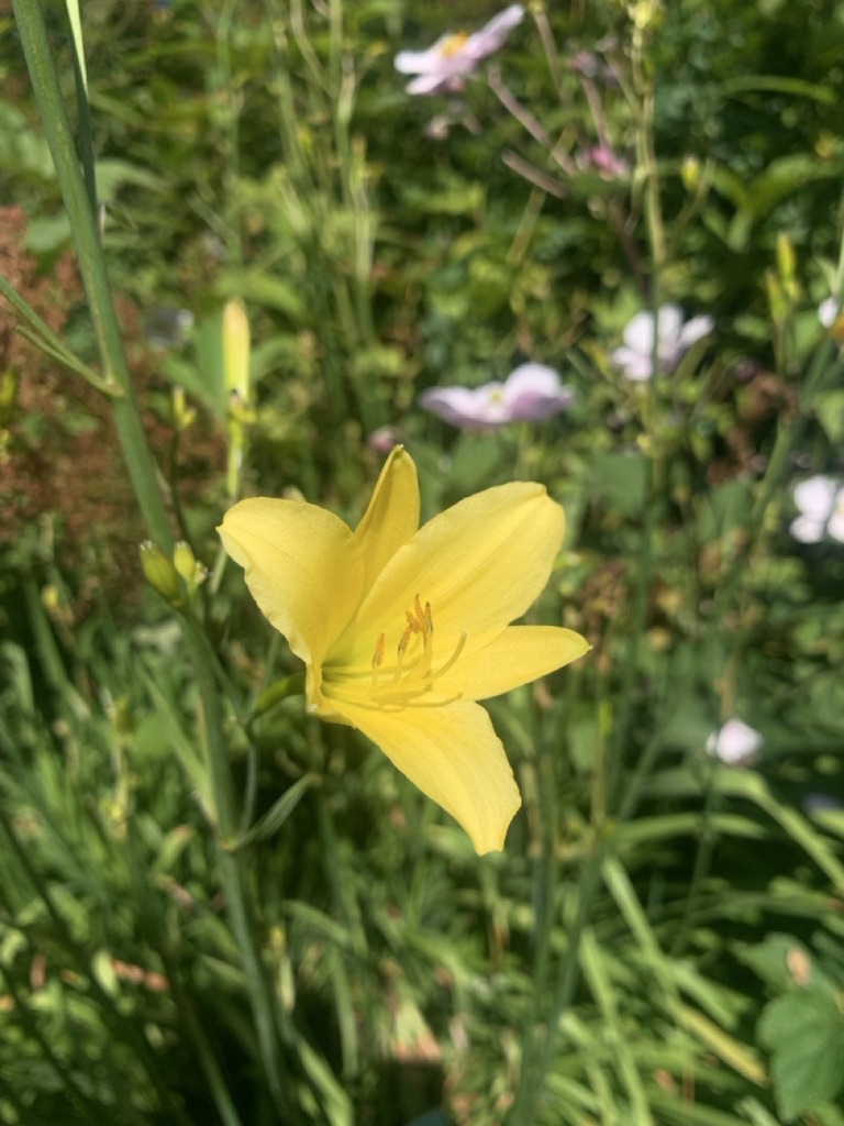 Image de la plante