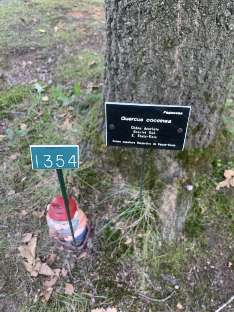 Image de la plante