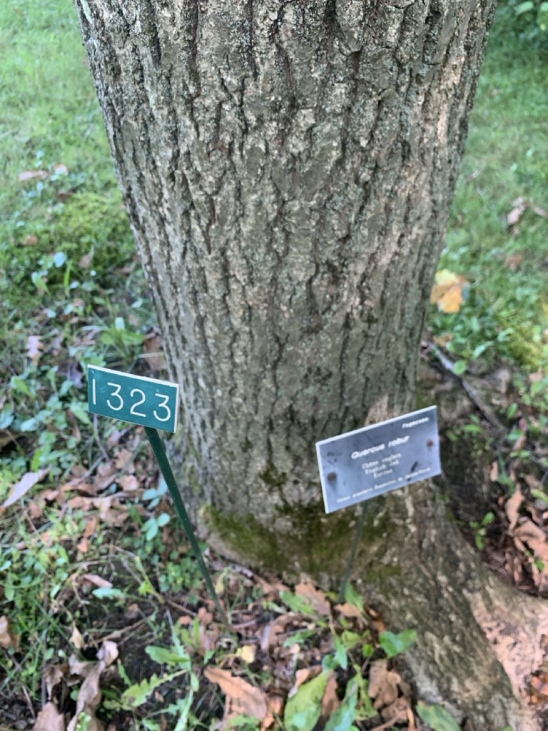 Image de la plante