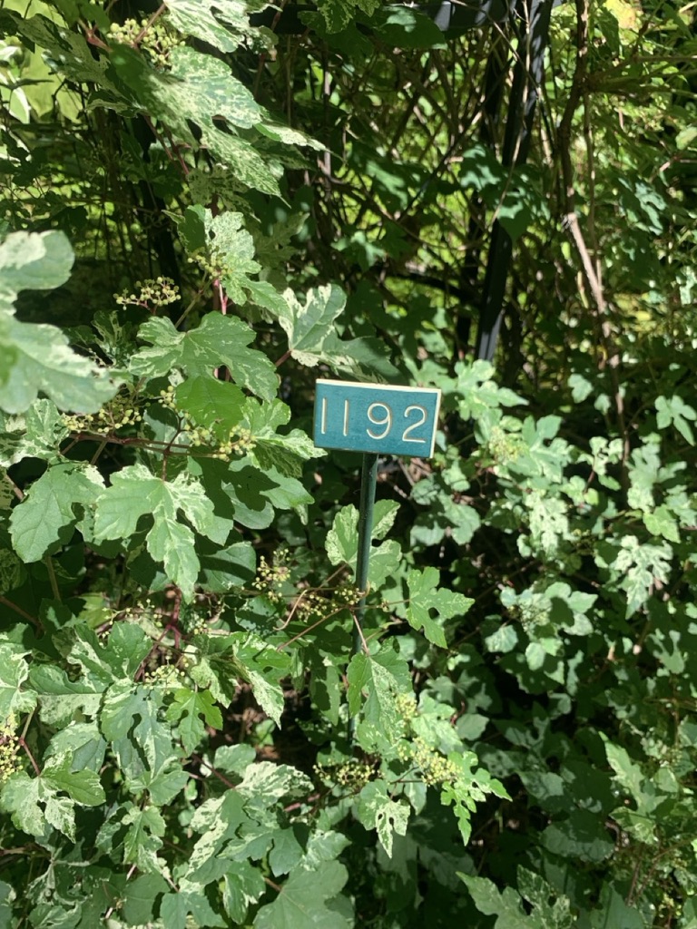 Image de la plante