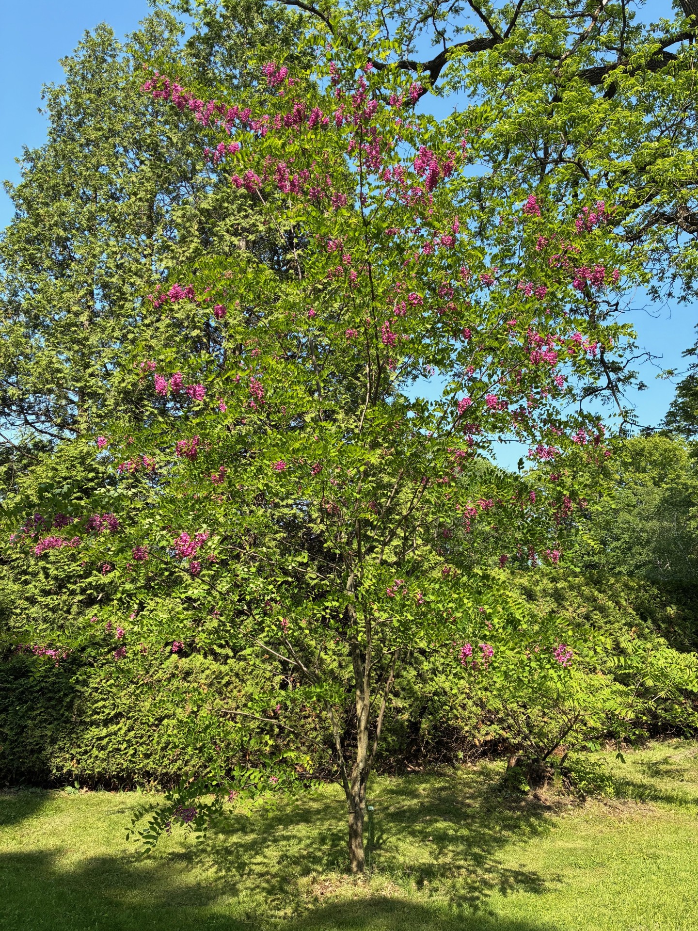 Image de la plante