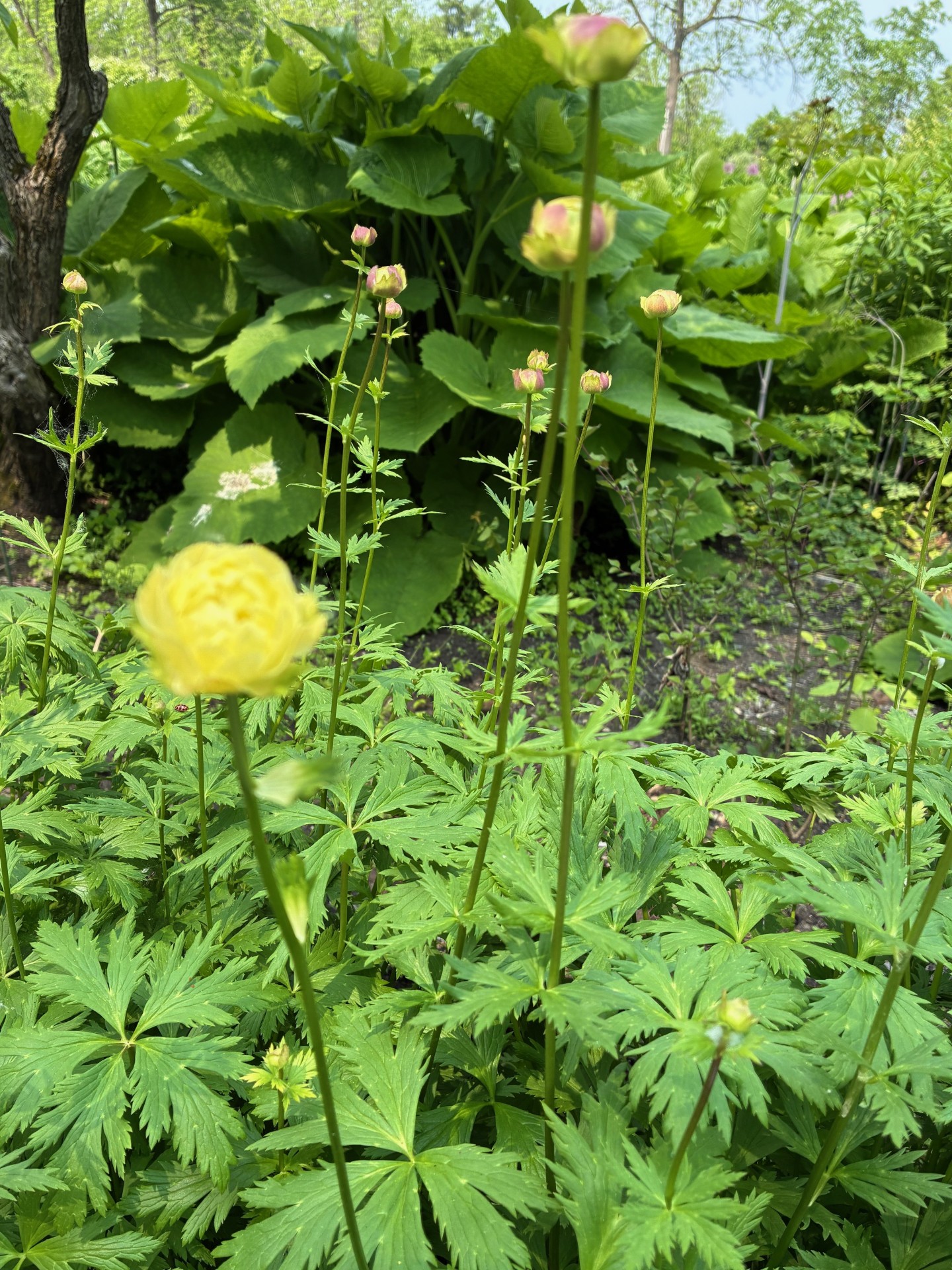 Image de la plante
