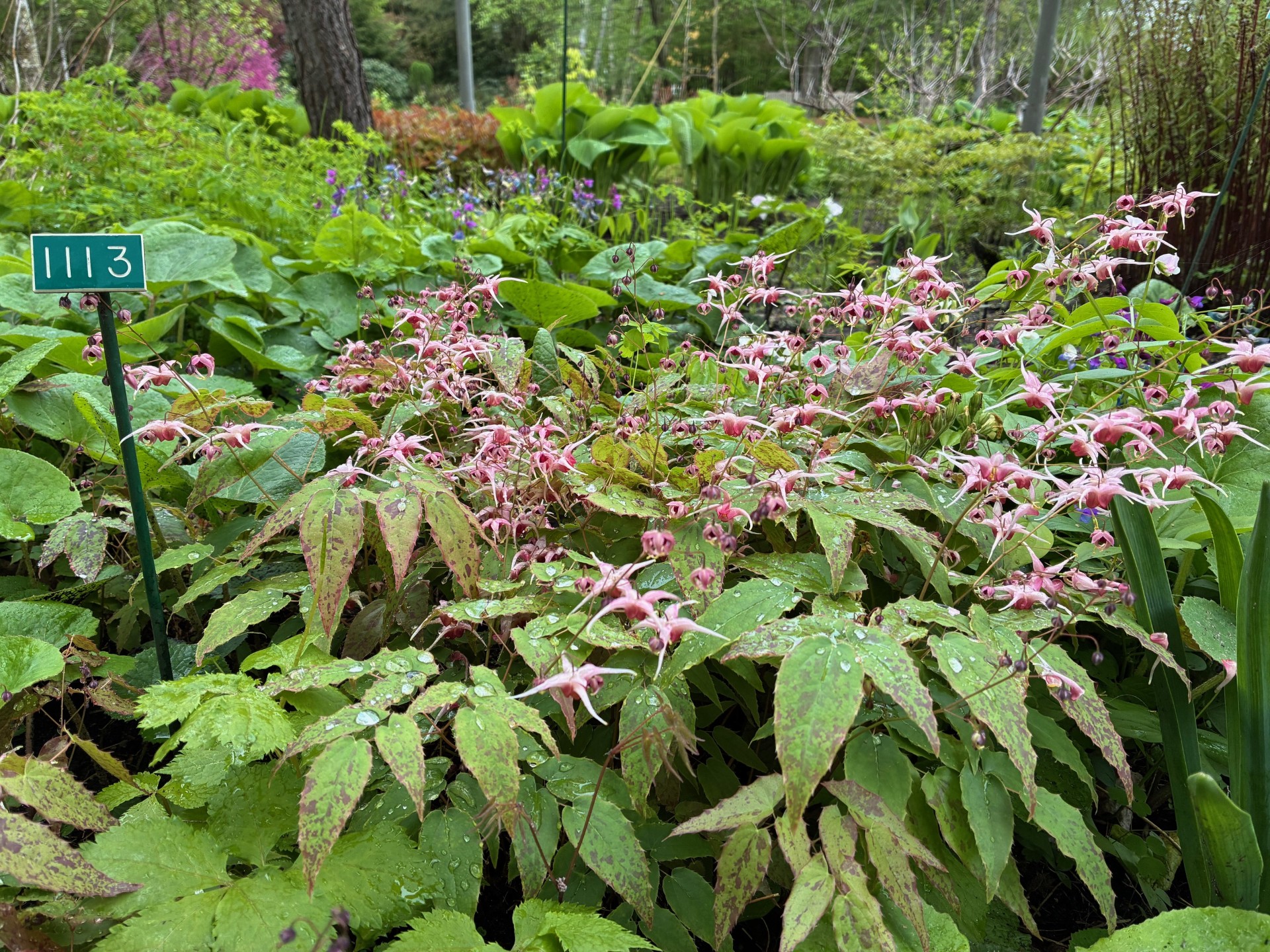 Image de la plante