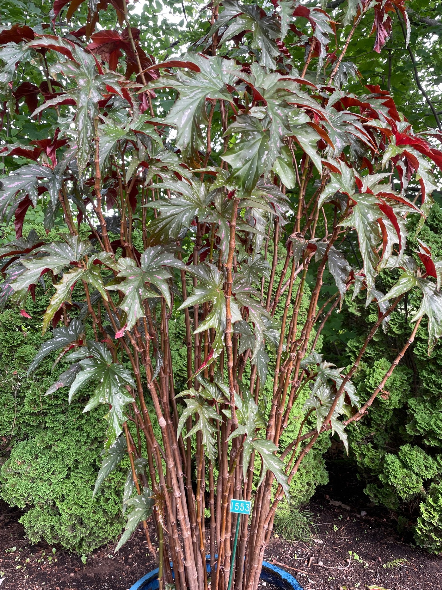 Image de la plante