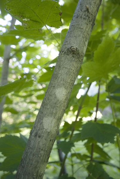 Image de la plante