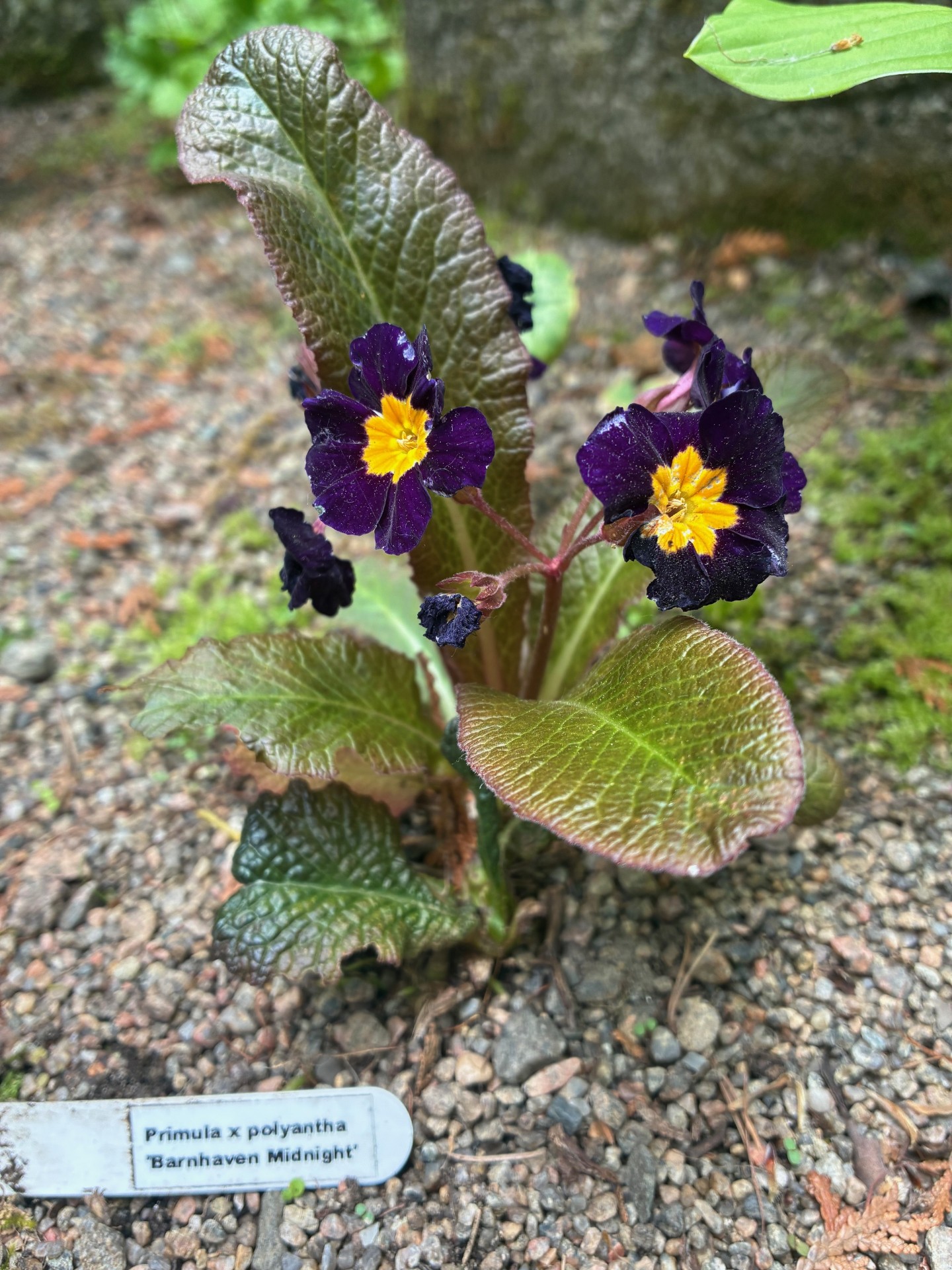 Image de la plante