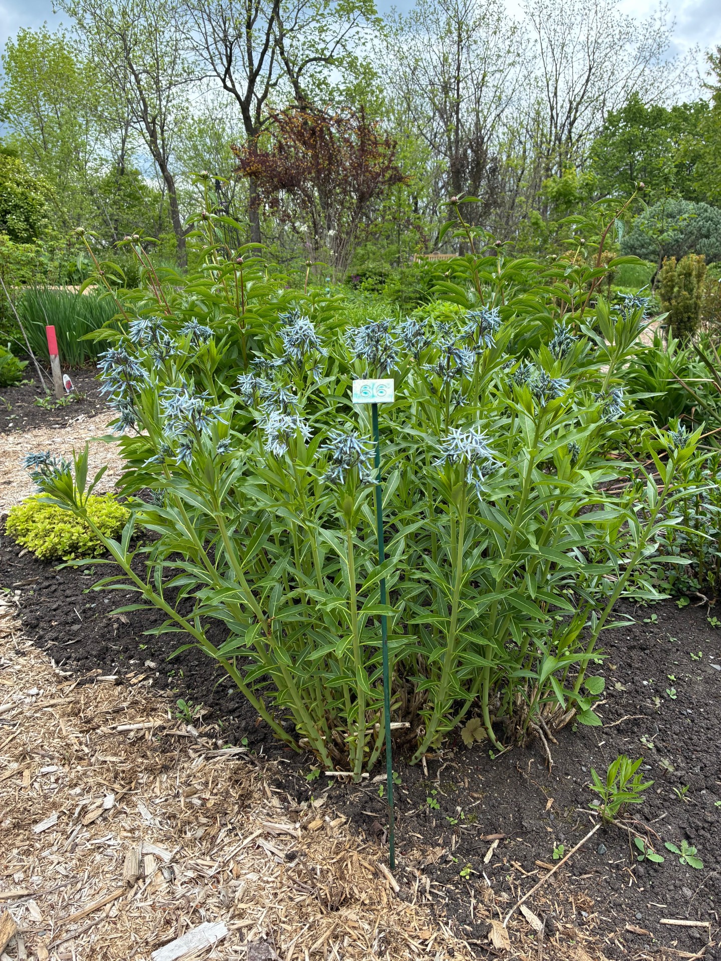 Image de la plante