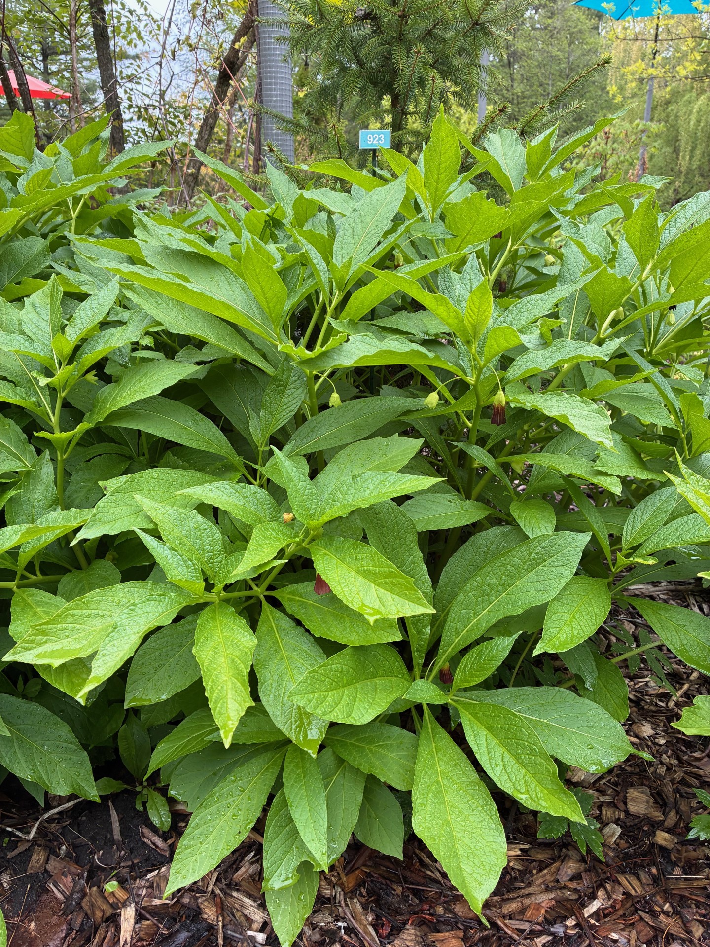 Image de la plante