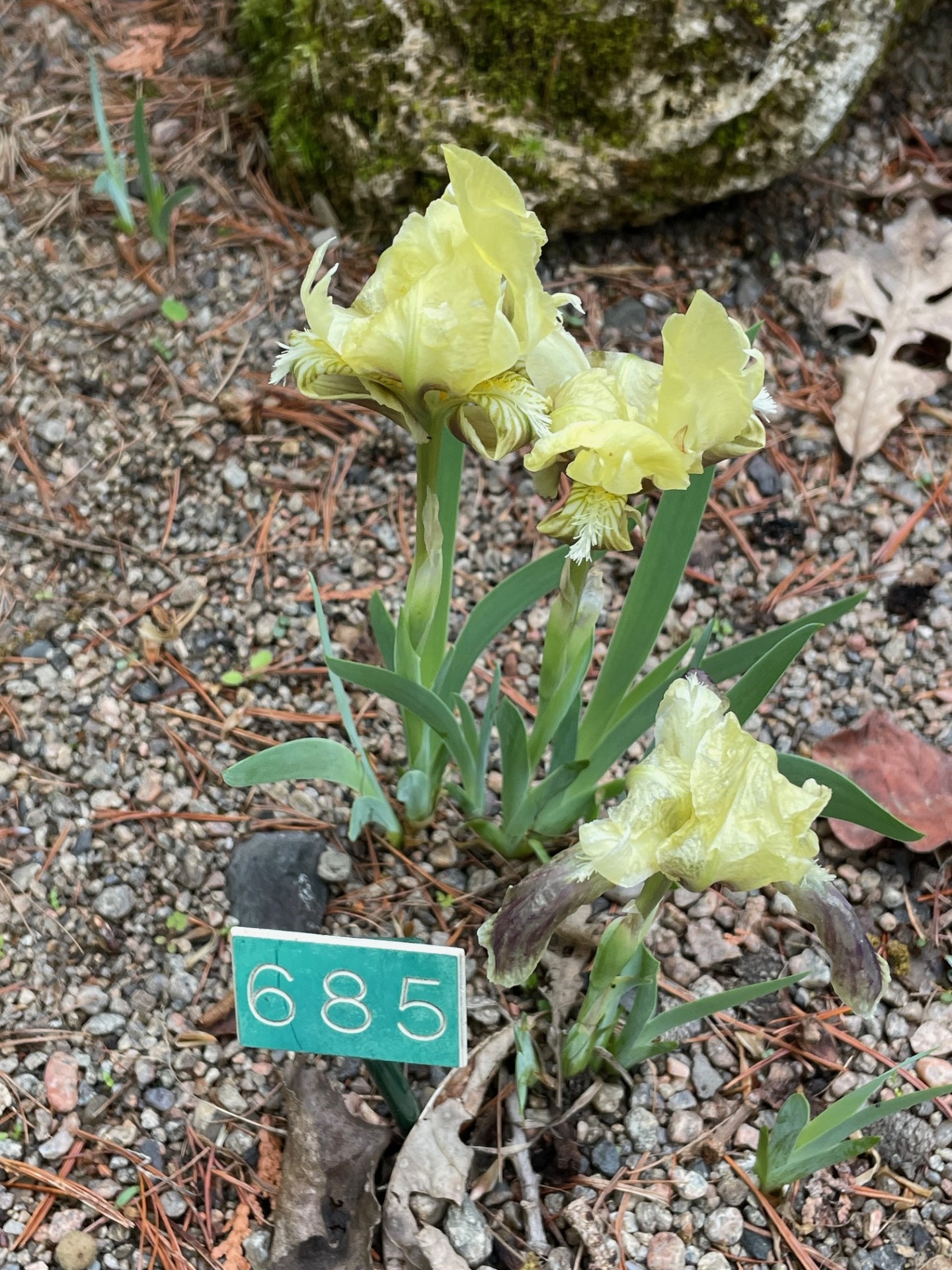 Image de la plante