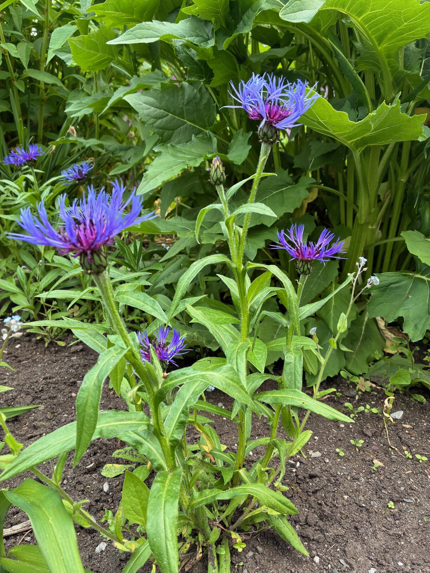 Image de la plante