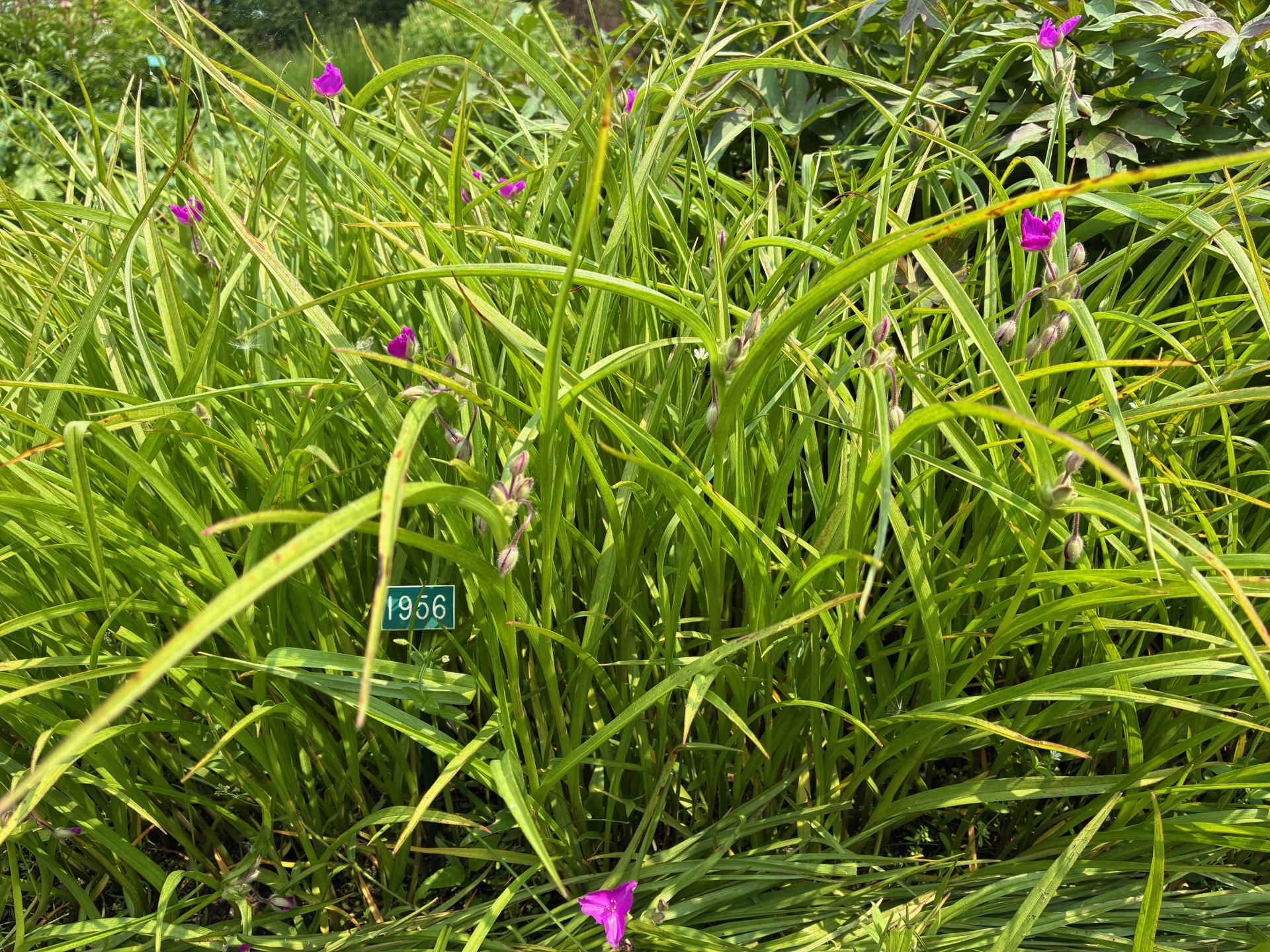 Image de la plante