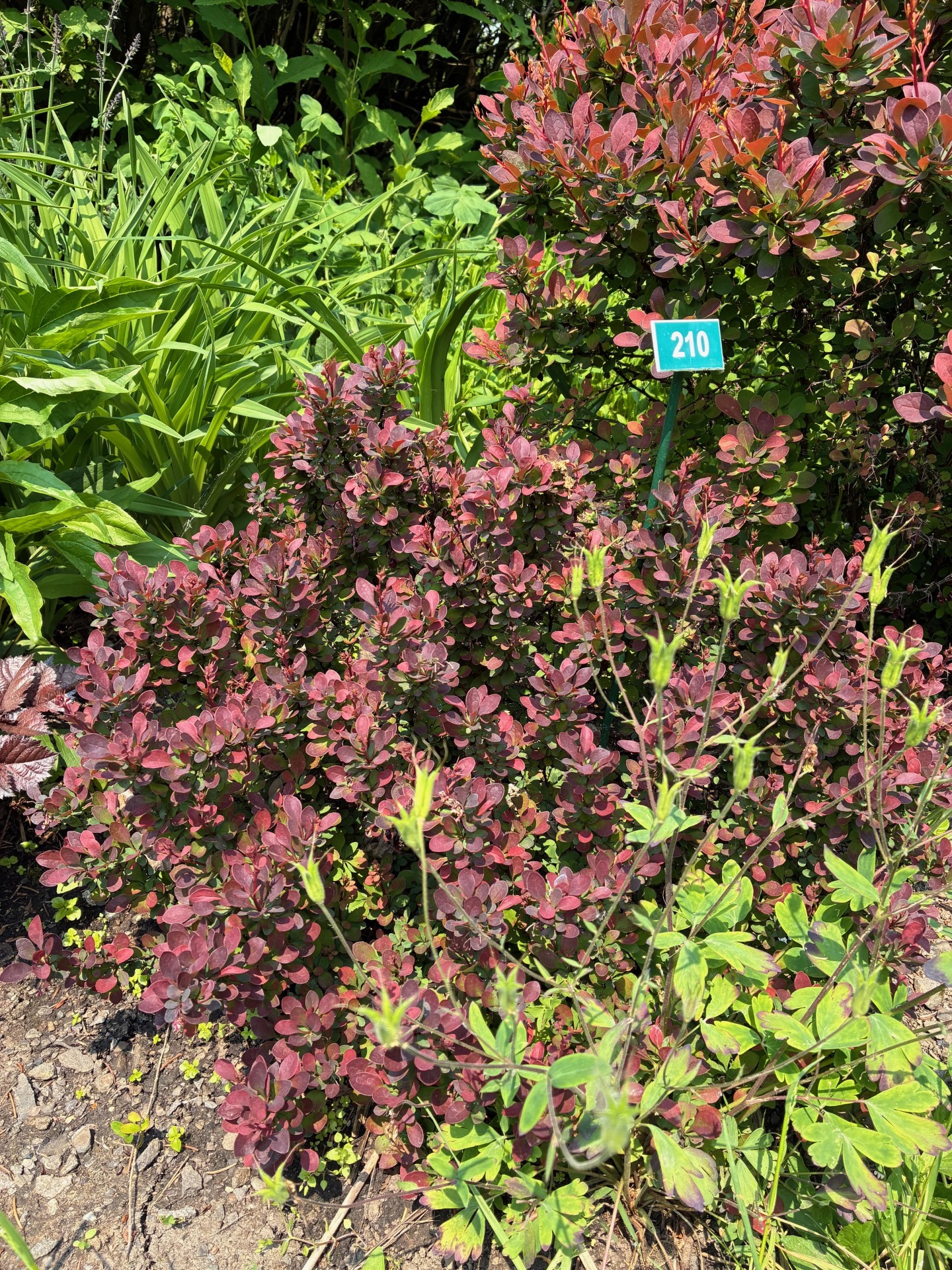 Image de la plante
