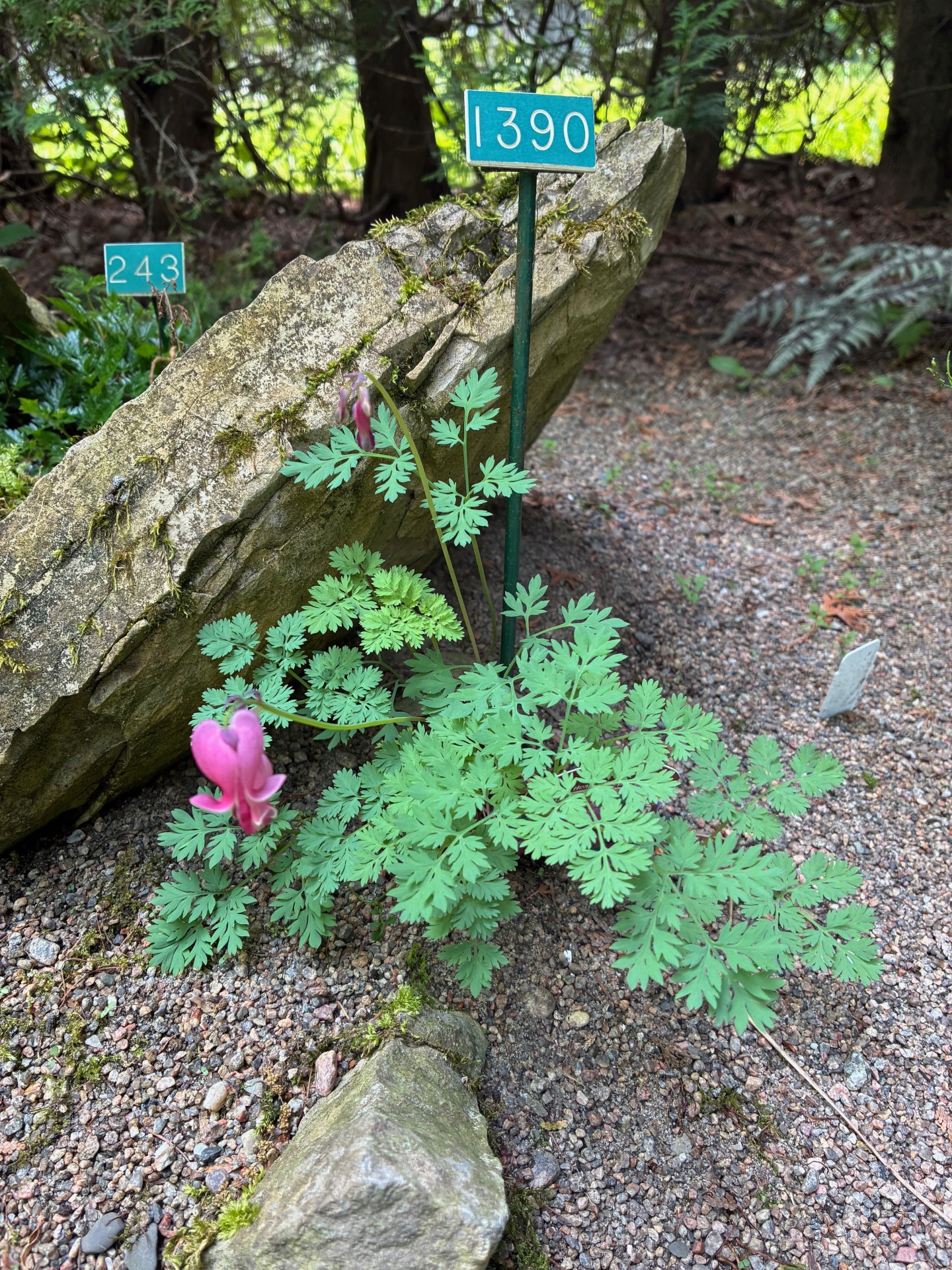 Image de la plante