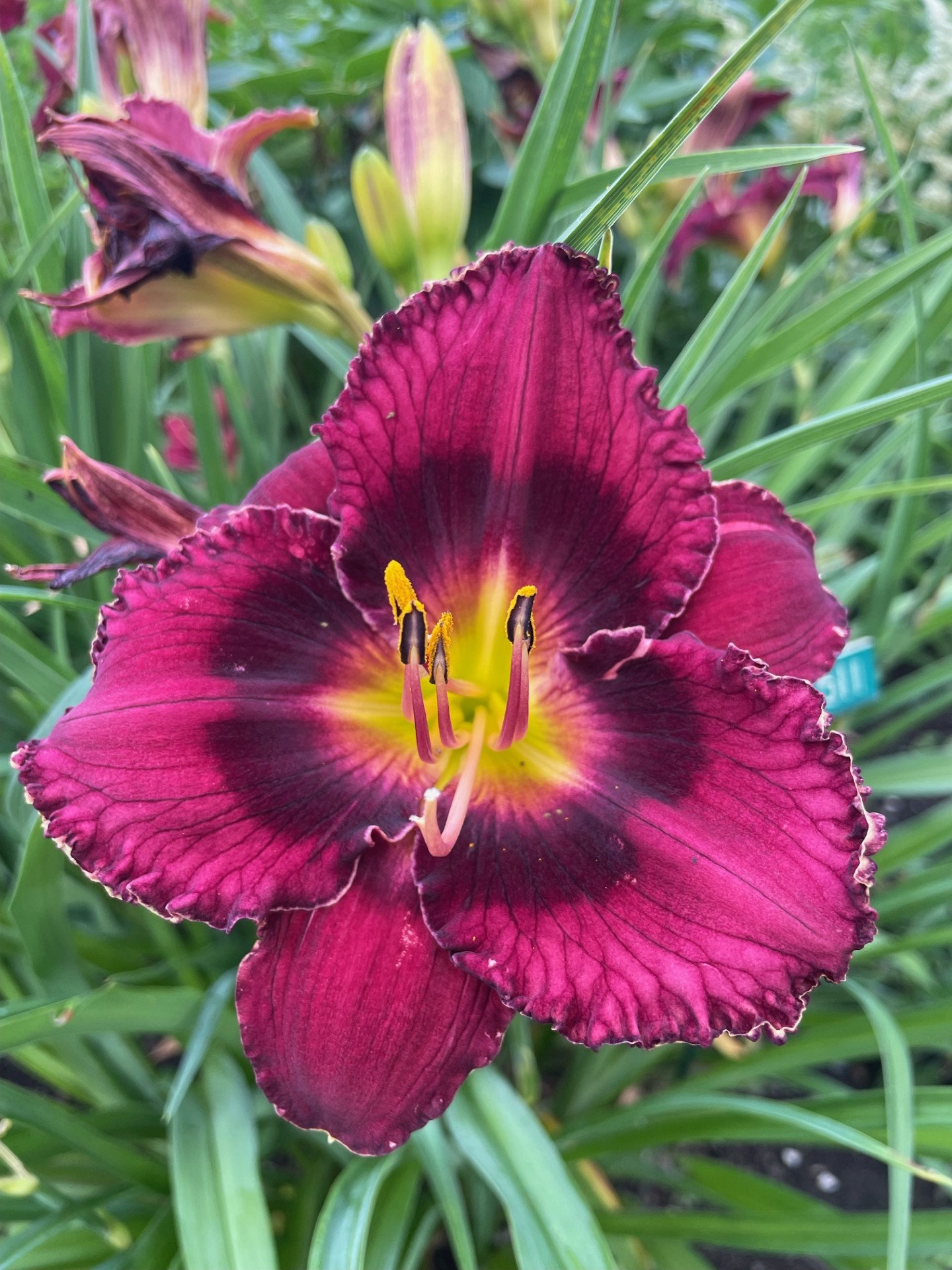 Image de la plante
