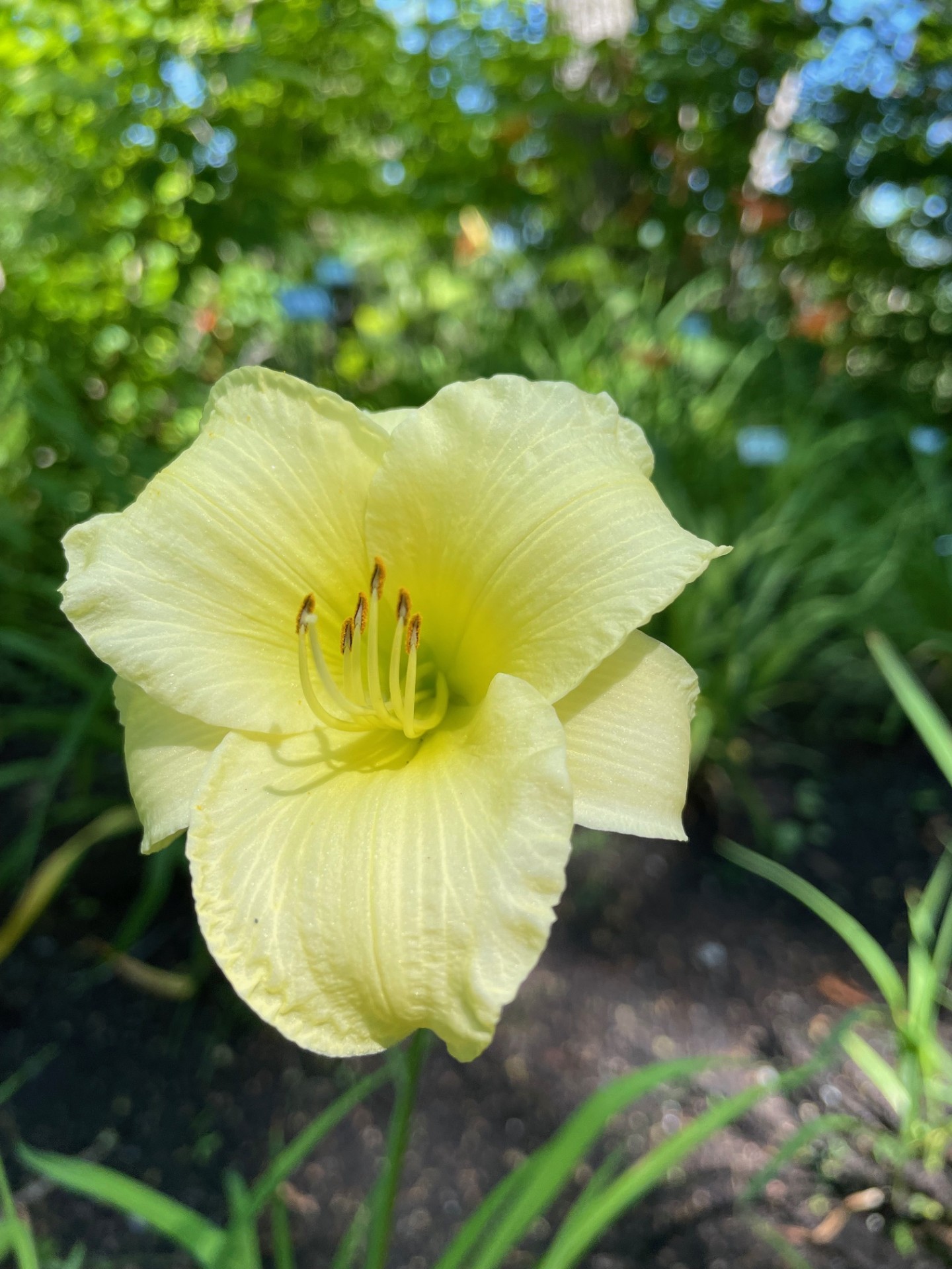 Image de la plante