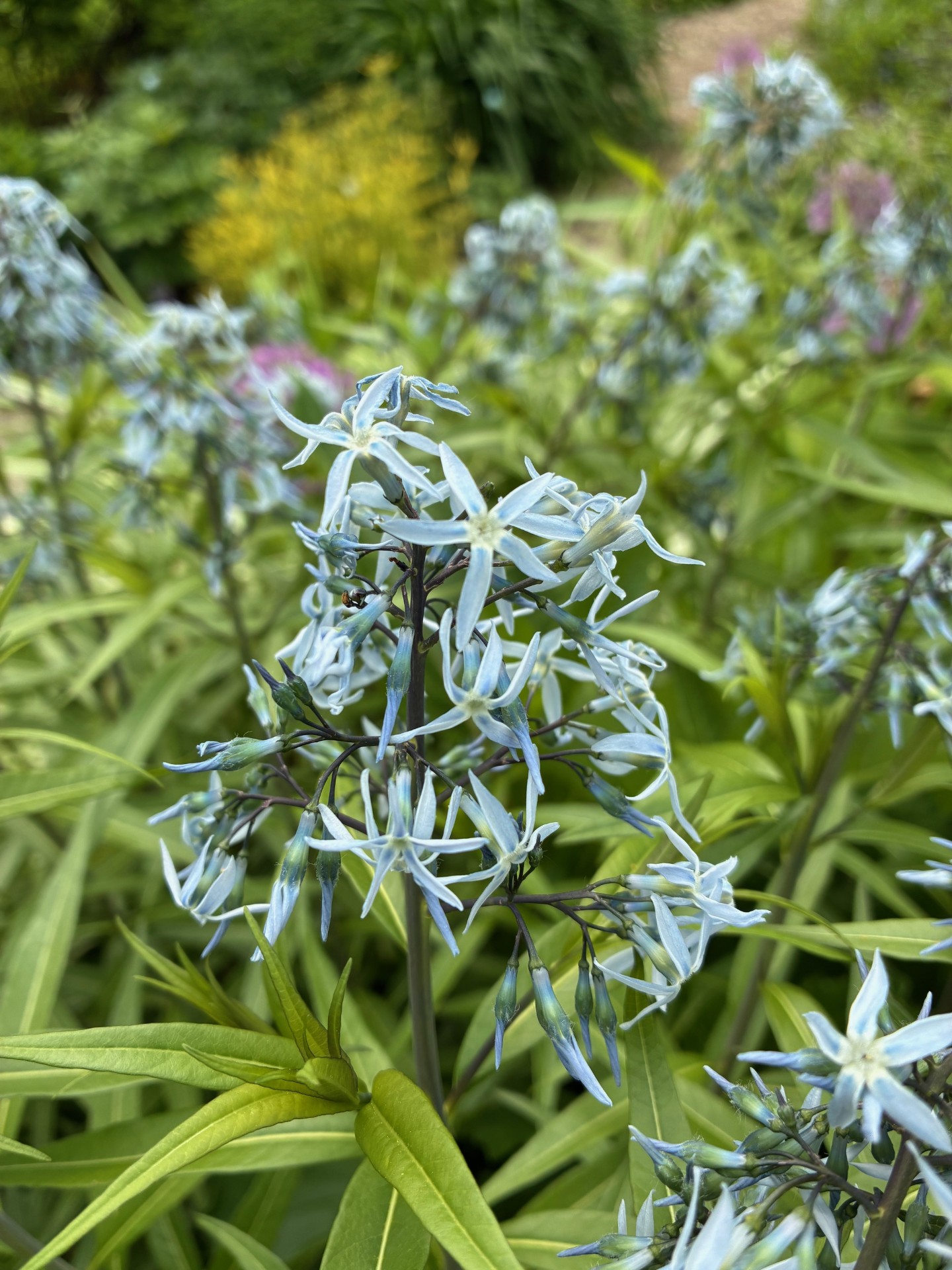 Image de la plante