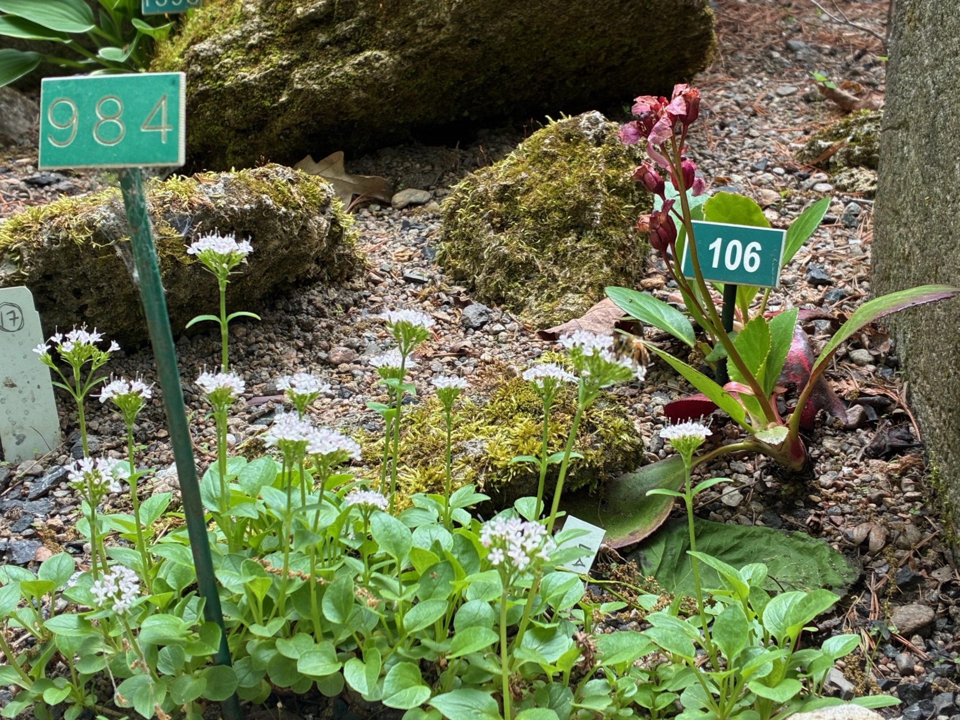 Image de la plante