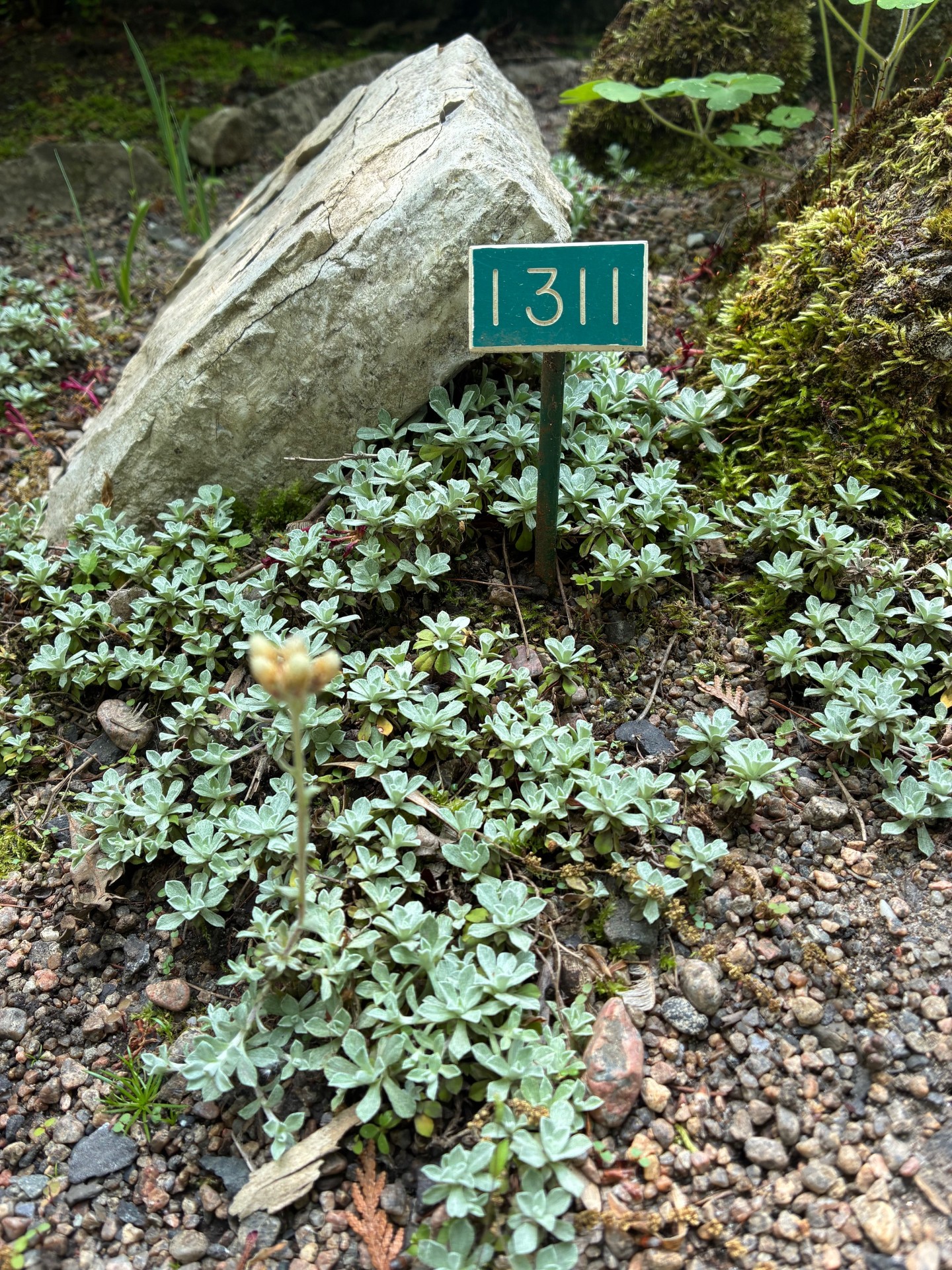 Image de la plante